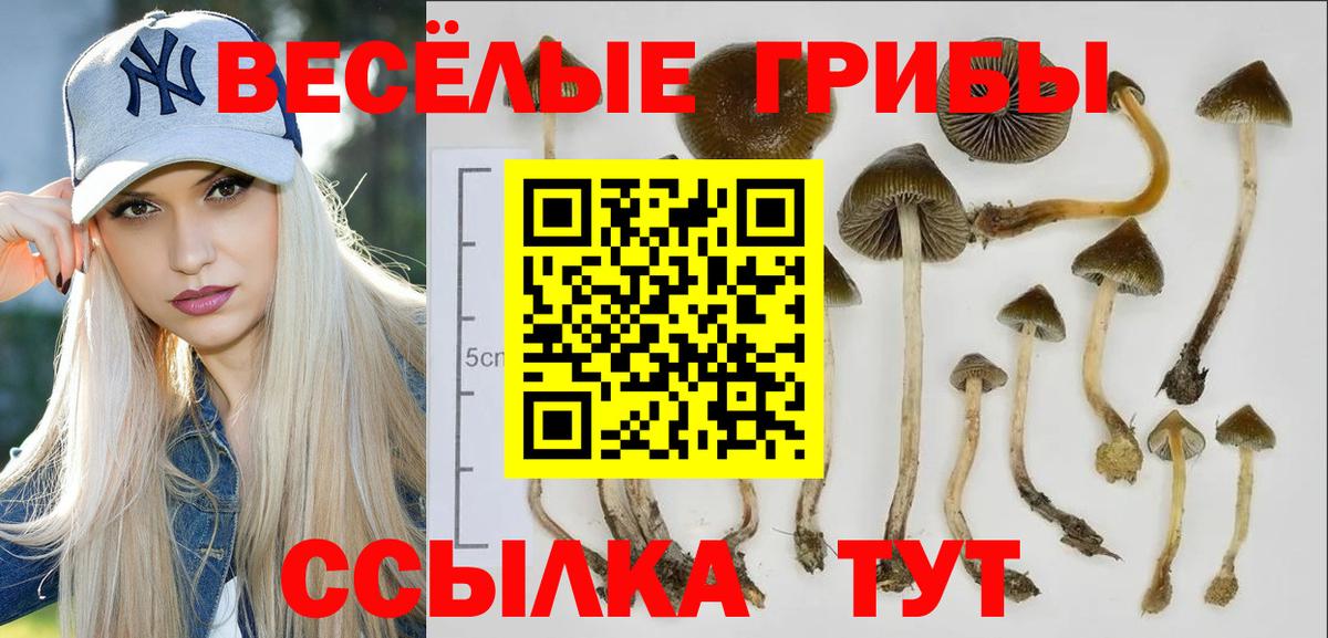 Галлюциногенные грибы Psilocybine cubensis  Псилоцибиновые грибы мицелий  Вход с VPN  Новокуйбышевск 